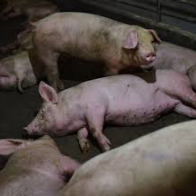 Dschang: des porcs morts, des éleveurs en larme.