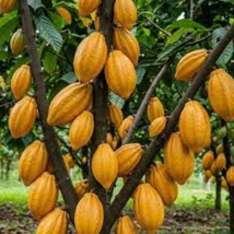 Cameroun : ce qui a tué le café finira par tuer le cacao